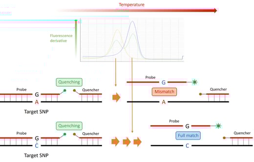 Genotyping av DPYD